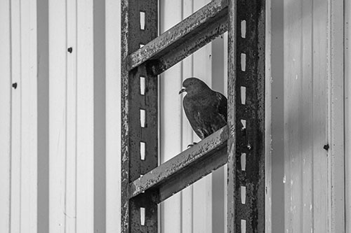 Rusted Ladder Pigeon Keeping Watch (Gray Photo)