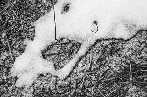 Screaming Stick Eyed Snow Face Among Grass (Gray Photo)
