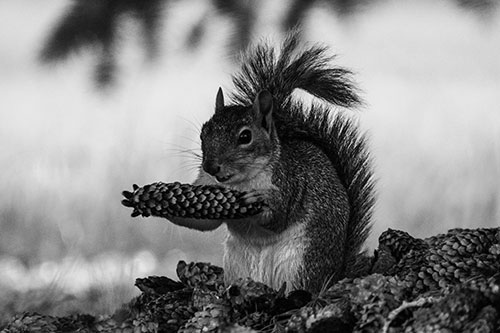 Squirrel Eating Pine Cones (Gray Photo)