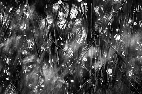 Sunlight Sparkles Burst Through Dewy Grass (Gray Photo)