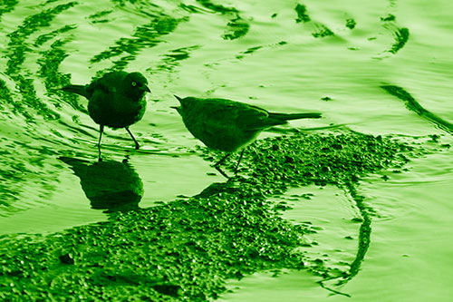 Brewers Blackbirds Feeding Along Shoreline (Green Shade Photo)