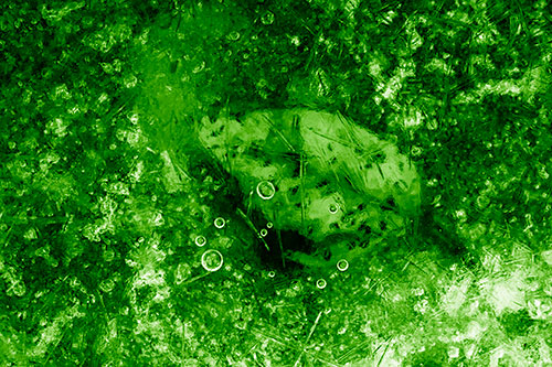 Bubble Eyed Leaf Face Frozen Beneath River Ice (Green Shade Photo)