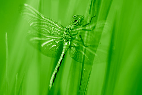 Dragonfly Grabs Grass Blade Batch (Green Shade Photo)