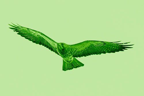 Flying Rough Legged Hawk Patrolling Sky (Green Shade Photo)