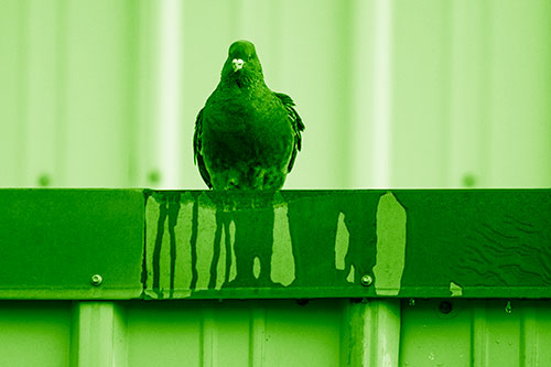 Glaring Pigeon Keeping Watch Along Steel Roof Edge (Green Shade Photo)