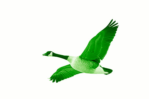 Honking Goose Soaring The Sky (Green Shade Photo)