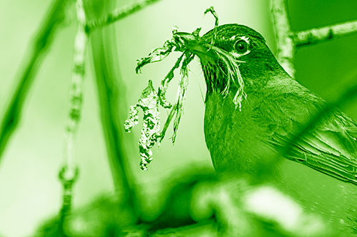 Mouthful American Robin Collecting Nest Straw (Green Shade Photo)