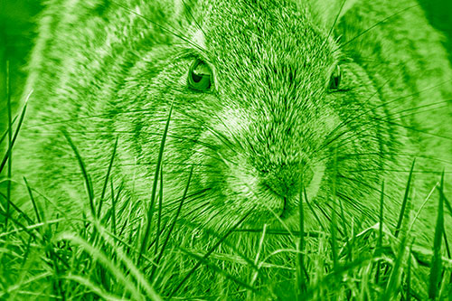 Resting Bunny Rabbit Watches Closely Among Grass Blades (Green Shade Photo)