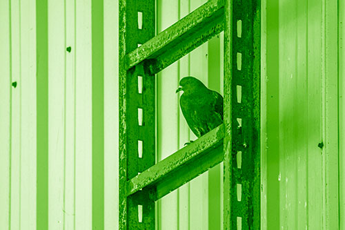Rusted Ladder Pigeon Keeping Watch (Green Shade Photo)