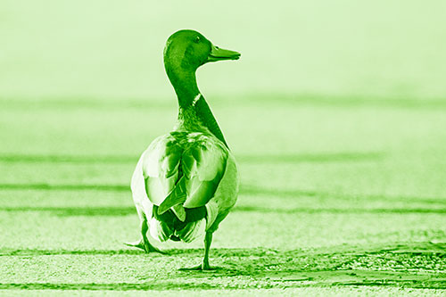 Smiling Mallard Duck Walking Down Sidewalk (Green Shade Photo)
