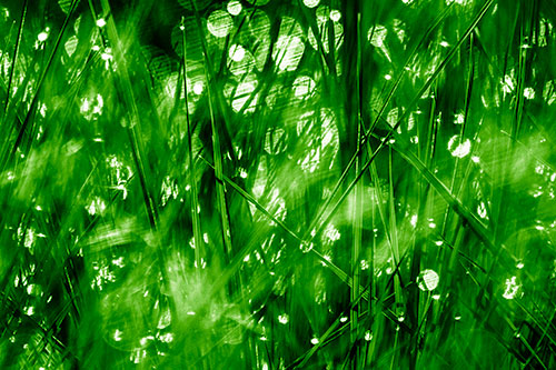 Sunlight Sparkles Burst Through Dewy Grass (Green Shade Photo)
