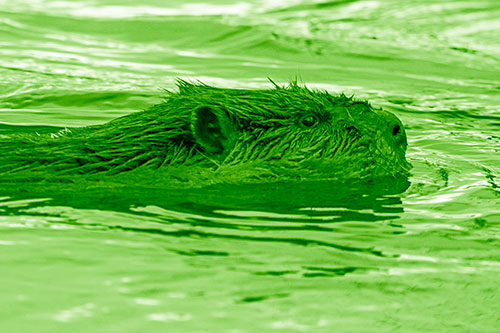 Swimming Beaver Patrols River Surroundings (Green Shade Photo)