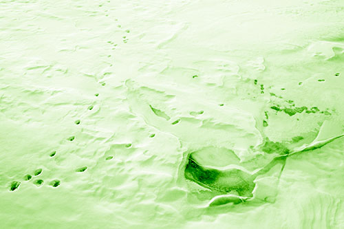 V Shaped Footprint Path Across Frozen Snow Covered River (Green Shade Photo)