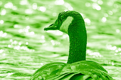 Wet Headed Canadian Goose Among Glistening Water (Green Shade Photo)