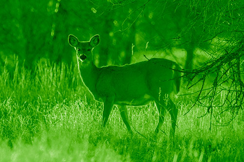 White Tailed Deer Spots Intruder Beside Dead Tree (Green Shade Photo)