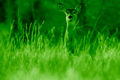 White Tailed Deer Stares Behind Feather Reed Grass (Green Shade Photo)