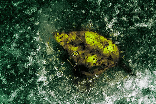 Bubble Eyed Leaf Face Frozen Beneath River Ice (Green Tint Photo)