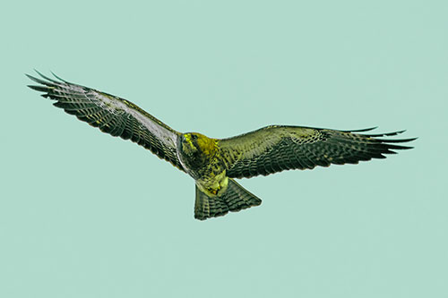 Flying Rough Legged Hawk Patrolling Sky (Green Tint Photo)