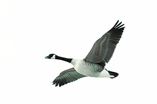 Honking Goose Soaring The Sky (Green Tint Photo)