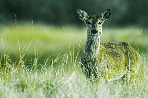 Motionless White Tailed Deer Watches Among Tall Grass (Green Tint Photo)