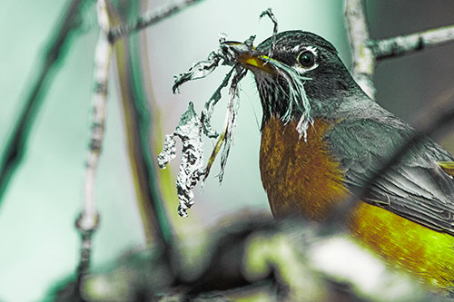 Mouthful American Robin Collecting Nest Straw (Green Tint Photo)