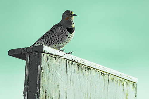 Northern Flicker Woodpecker Keeping Watch Atop Birdhouse (Green Tint Photo)