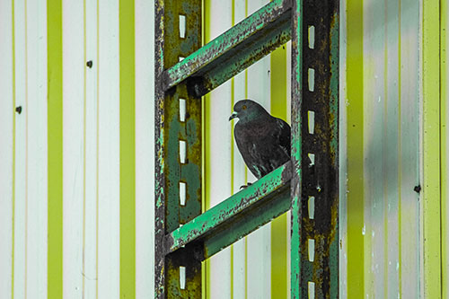 Rusted Ladder Pigeon Keeping Watch (Green Tint Photo)