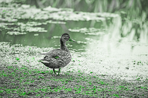 Duck Walking Through Algae For A Lake Swim (Green Tone Photo)