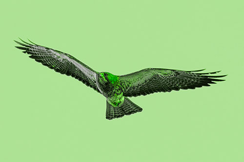 Flying Rough Legged Hawk Patrolling Sky (Green Tone Photo)