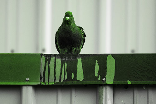 Glaring Pigeon Keeping Watch Along Steel Roof Edge (Green Tone Photo)