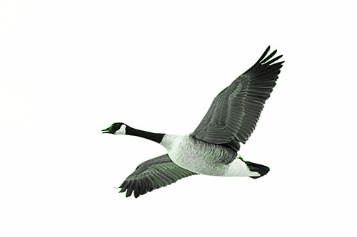 Honking Goose Soaring The Sky (Green Tone Photo)