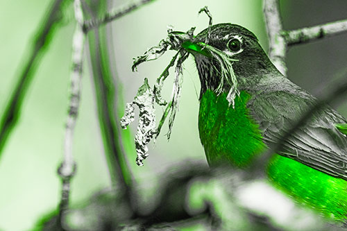 Mouthful American Robin Collecting Nest Straw (Green Tone Photo)