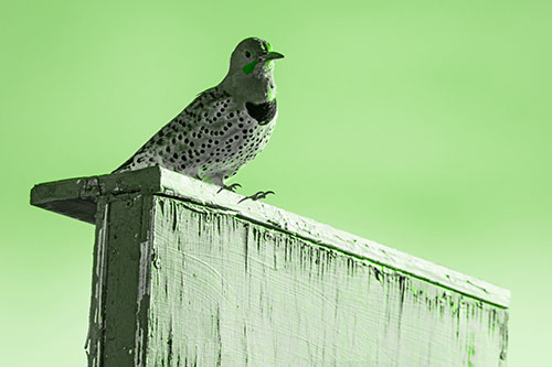 Northern Flicker Woodpecker Keeping Watch Atop Birdhouse (Green Tone Photo)