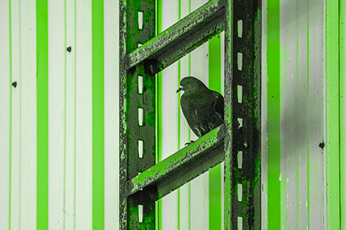 Rusted Ladder Pigeon Keeping Watch (Green Tone Photo)