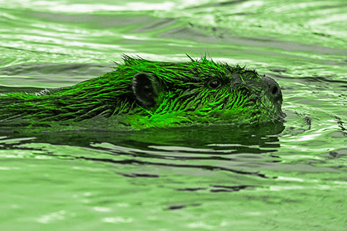 Swimming Beaver Patrols River Surroundings (Green Tone Photo)