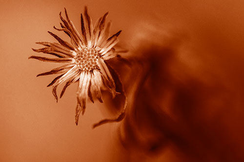 Freezing Aster Flower Shaking Among Wind (Orange Shade Photo)