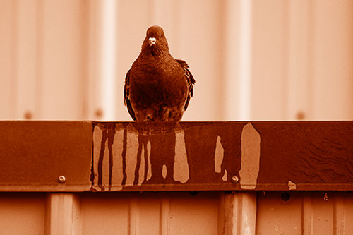 Glaring Pigeon Keeping Watch Along Steel Roof Edge (Orange Shade Photo)