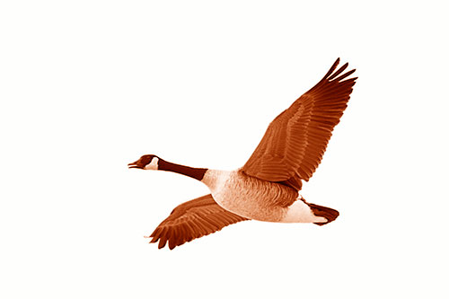 Honking Goose Soaring The Sky (Orange Shade Photo)
