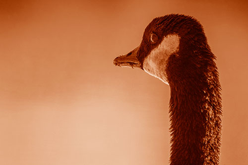 Hungry Crumb Mouthed Canadian Goose Senses Intruder (Orange Shade Photo)