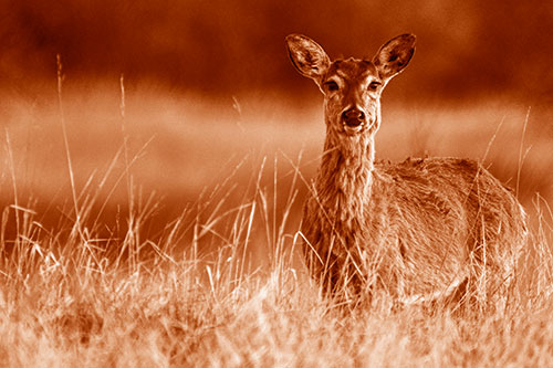 Motionless White Tailed Deer Watches Among Tall Grass (Orange Shade Photo)