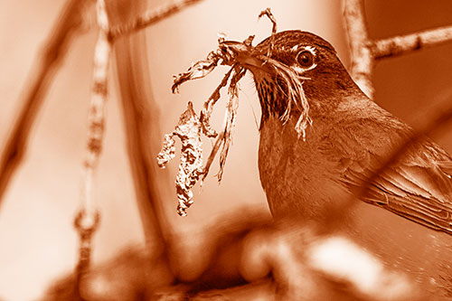 Mouthful American Robin Collecting Nest Straw (Orange Shade Photo)
