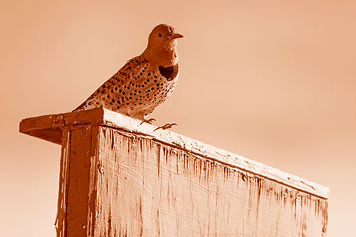Northern Flicker Woodpecker Keeping Watch Atop Birdhouse (Orange Shade Photo)