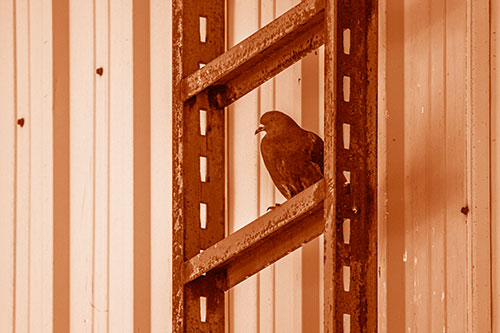 Rusted Ladder Pigeon Keeping Watch (Orange Shade Photo)