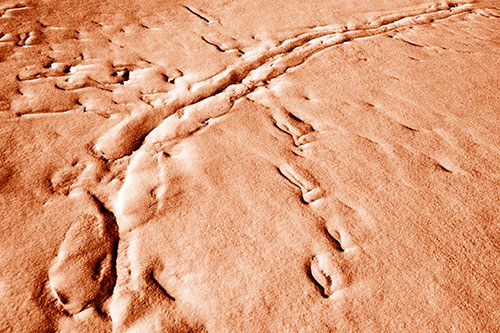 Snow Drifts Cover Footprint Trails (Orange Shade Photo)