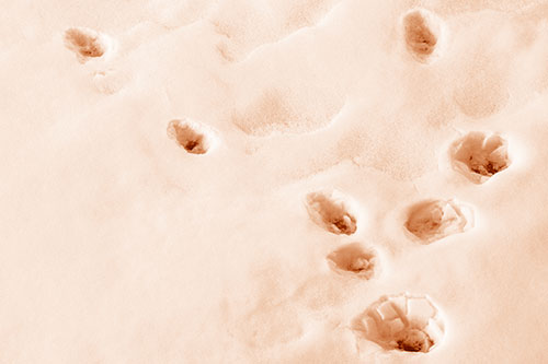 Snowy Animal Footprints Changing Direction (Orange Shade Photo)