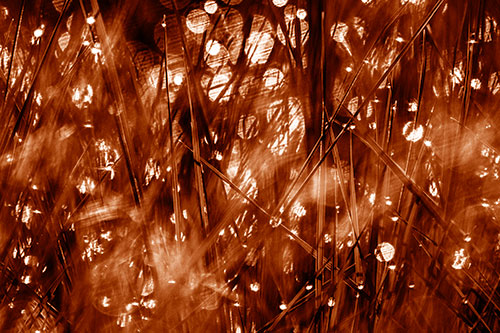Sunlight Sparkles Burst Through Dewy Grass (Orange Shade Photo)