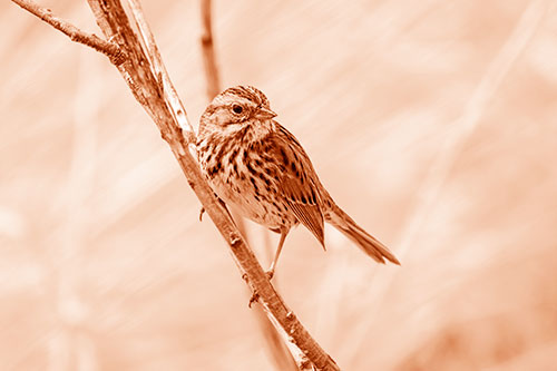 Surfing Song Sparrow Rides Tree Branch (Orange Shade Photo)
