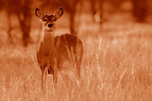 White Tailed Deer Watches With Anticipation (Orange Shade Photo)