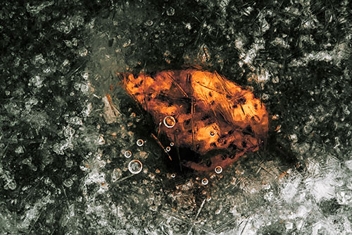 Bubble Eyed Leaf Face Frozen Beneath River Ice (Orange Tint Photo)
