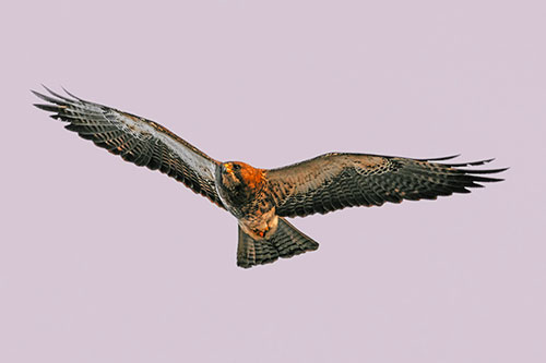 Flying Rough Legged Hawk Patrolling Sky (Orange Tint Photo)